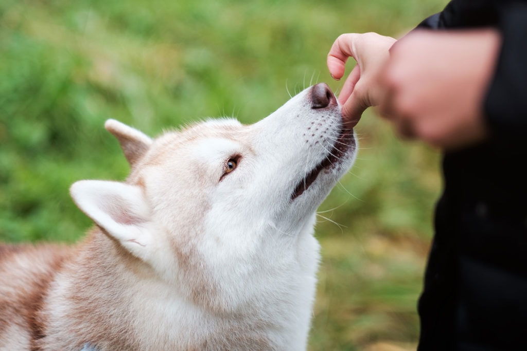 Le chien mange un produit à mâcher